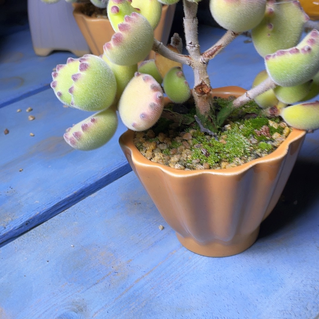 *****多肉植物的生长发育和