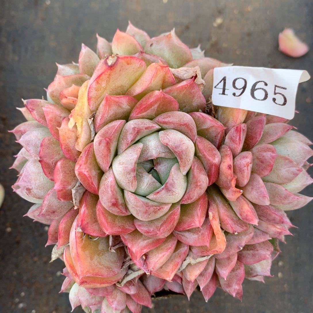 4965杂交精品基地11厘米