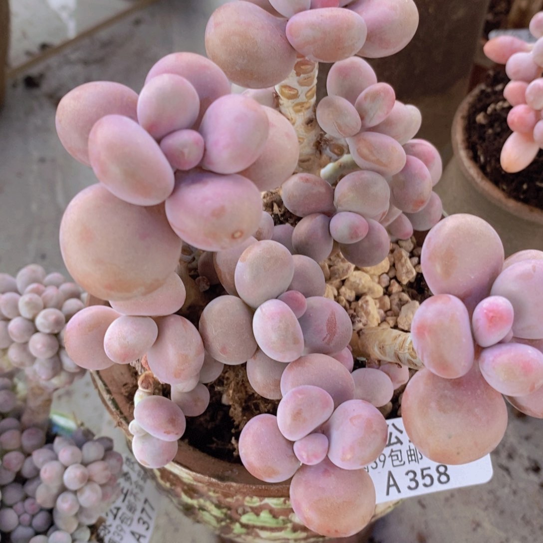 腰子桃蛋12cm358多肉植物
