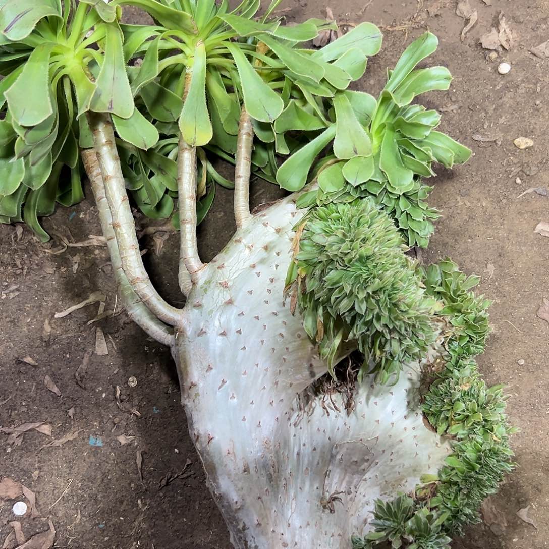 多108肉植物原始绿缀花