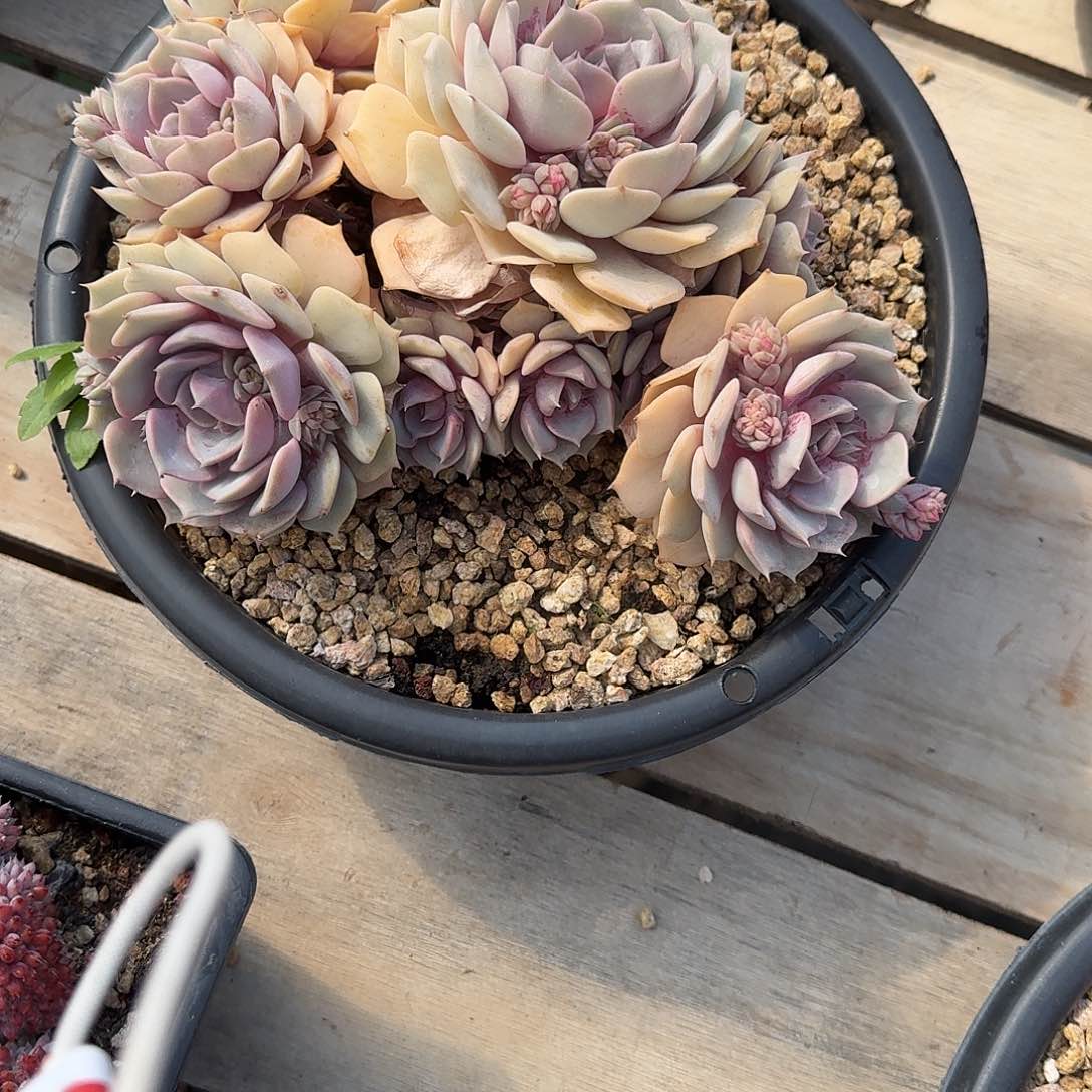 粉蝶多肉植物000000