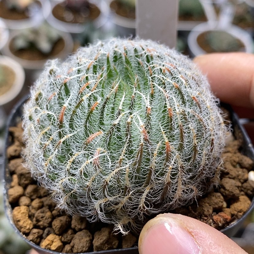 【闪购商品】305毛绒球