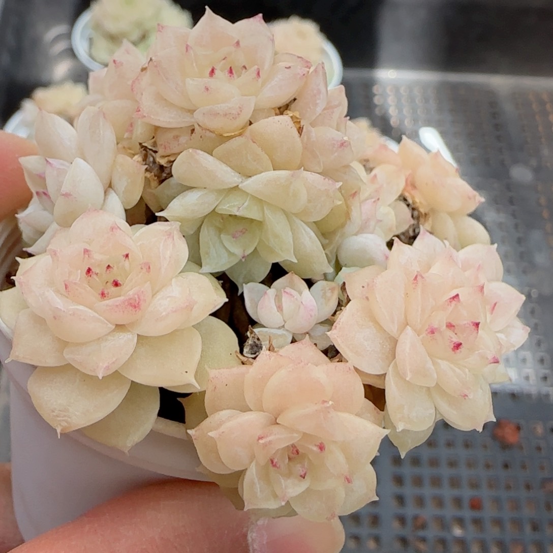 我****猫【闪购商品】0212-83（意宁-2）