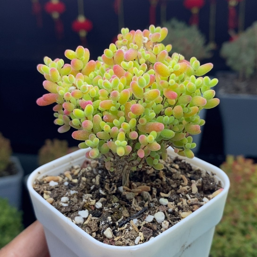 c24号蜜橘糖球枝干