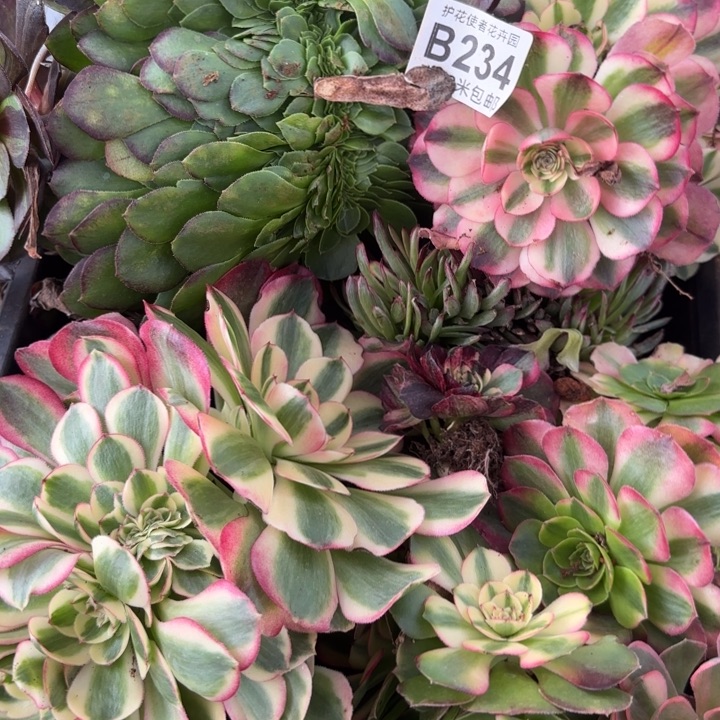 多肉法师淘宝福利