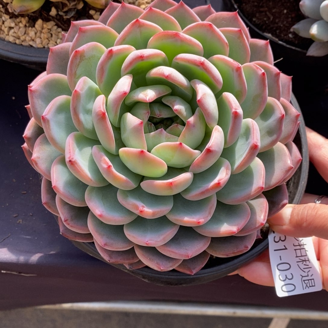 两单包邮1231-30红鸾