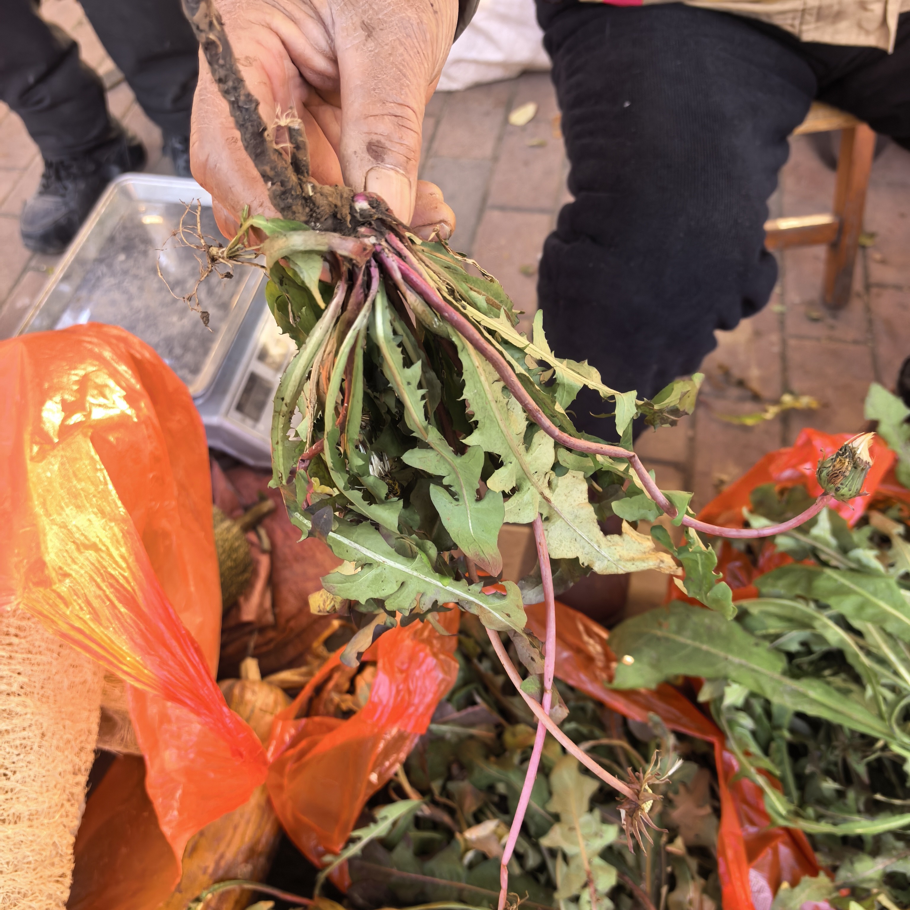 新鲜现挖带根野生蒲公英可泡水的天然婆婆丁野菜