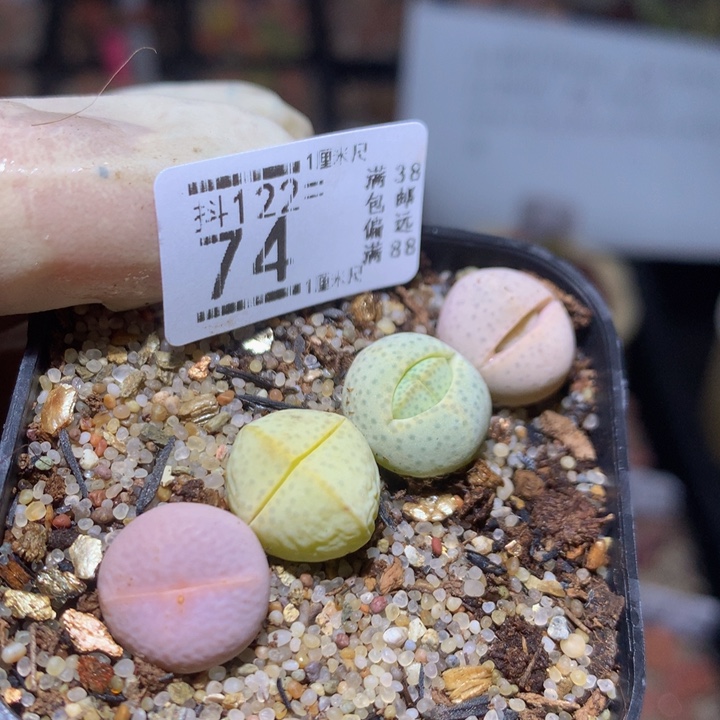 精品生石花122.74