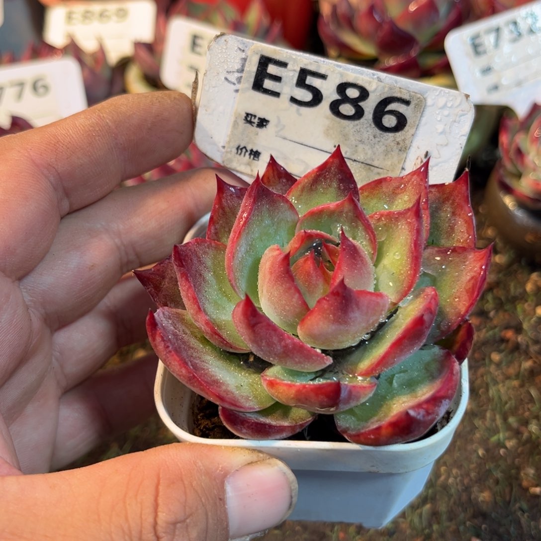 惊鸿一瞥586号多肉