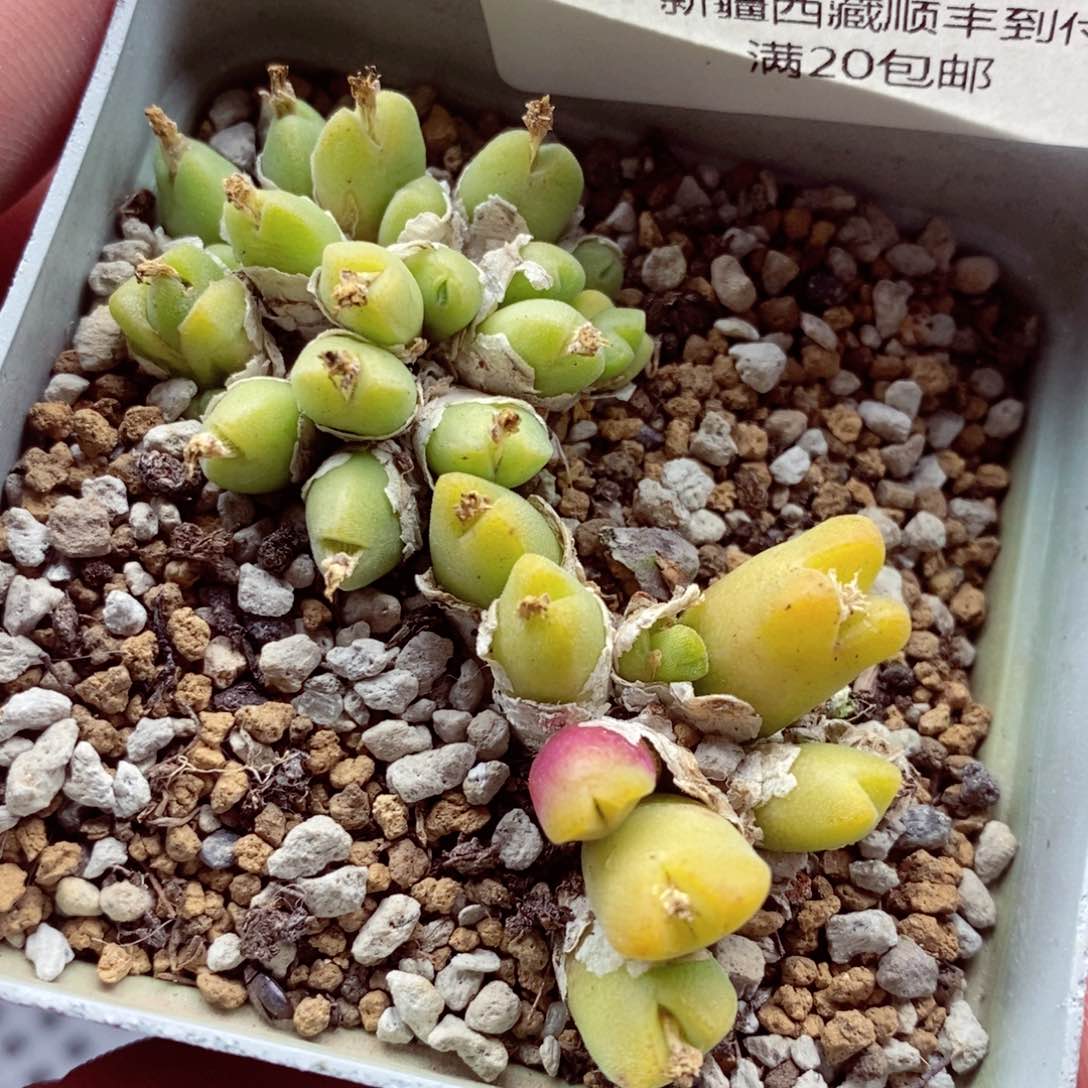 我我的小哥哥小姐姐450