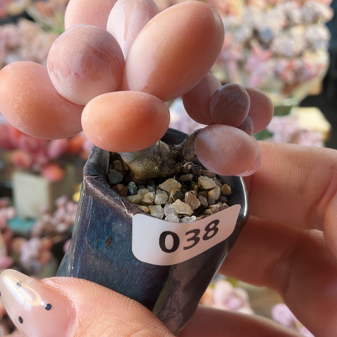 悟***问多肉植物的生长发育和生长发育等