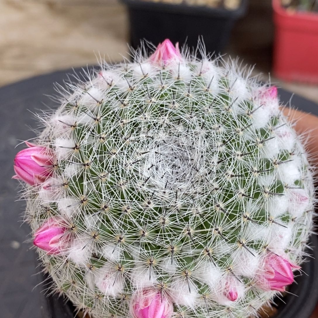 优选恋山彦脱土发货