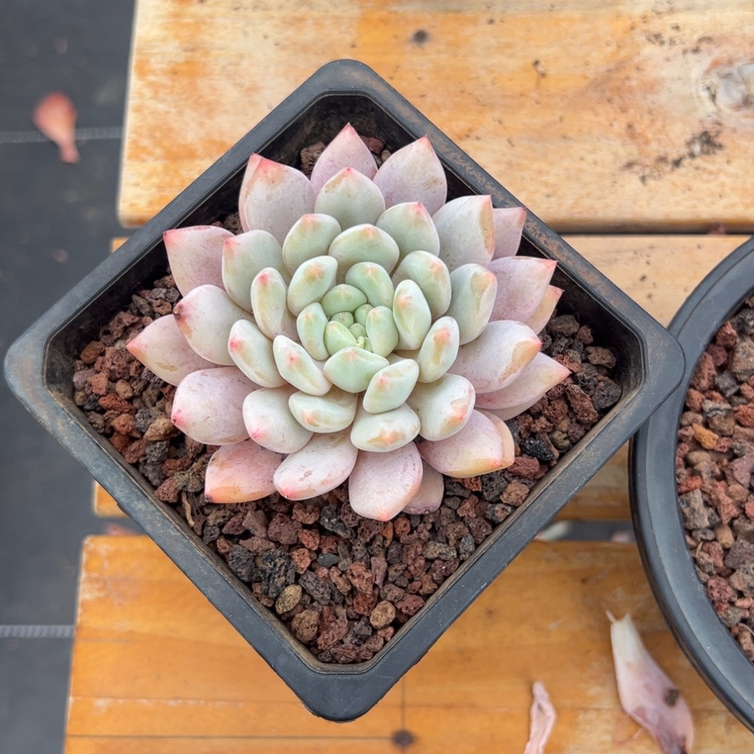 多肉单头半夏【非偏远满18包邮】