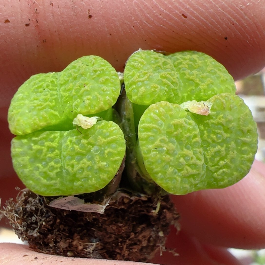 【闪购商品】258 勋章