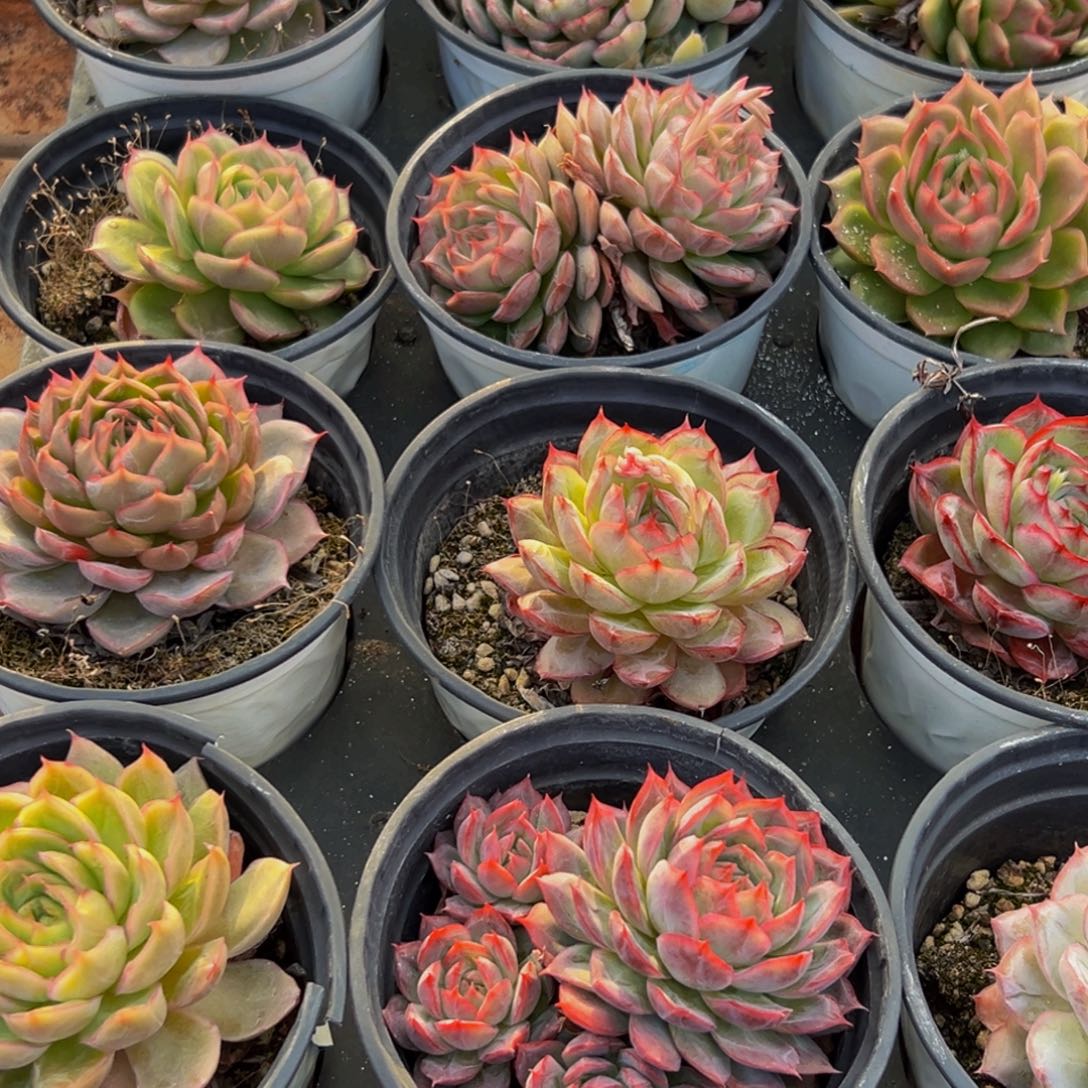 花****191多肉葡萄的味道是真的