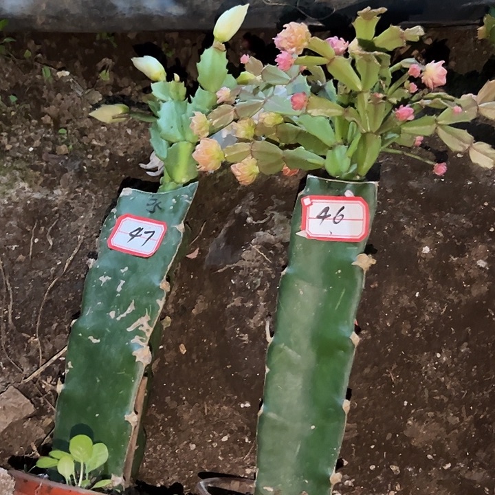 幸***子，46号带盆050.005