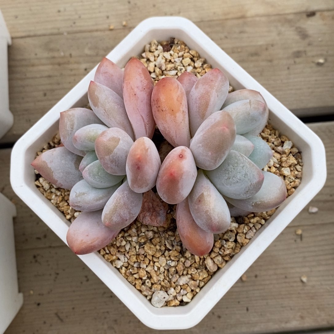 自助下单一物一拍多肉可寄养-香水