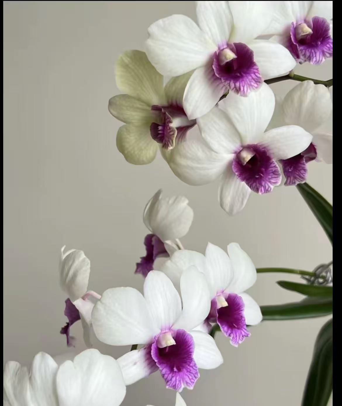 克里斯汀石斛兰秋石斛