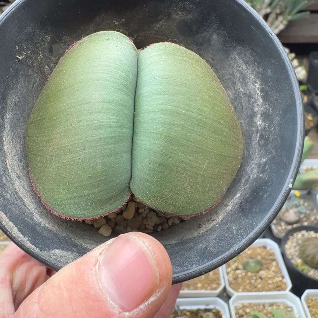 阔叶血莲4cm多肉。          