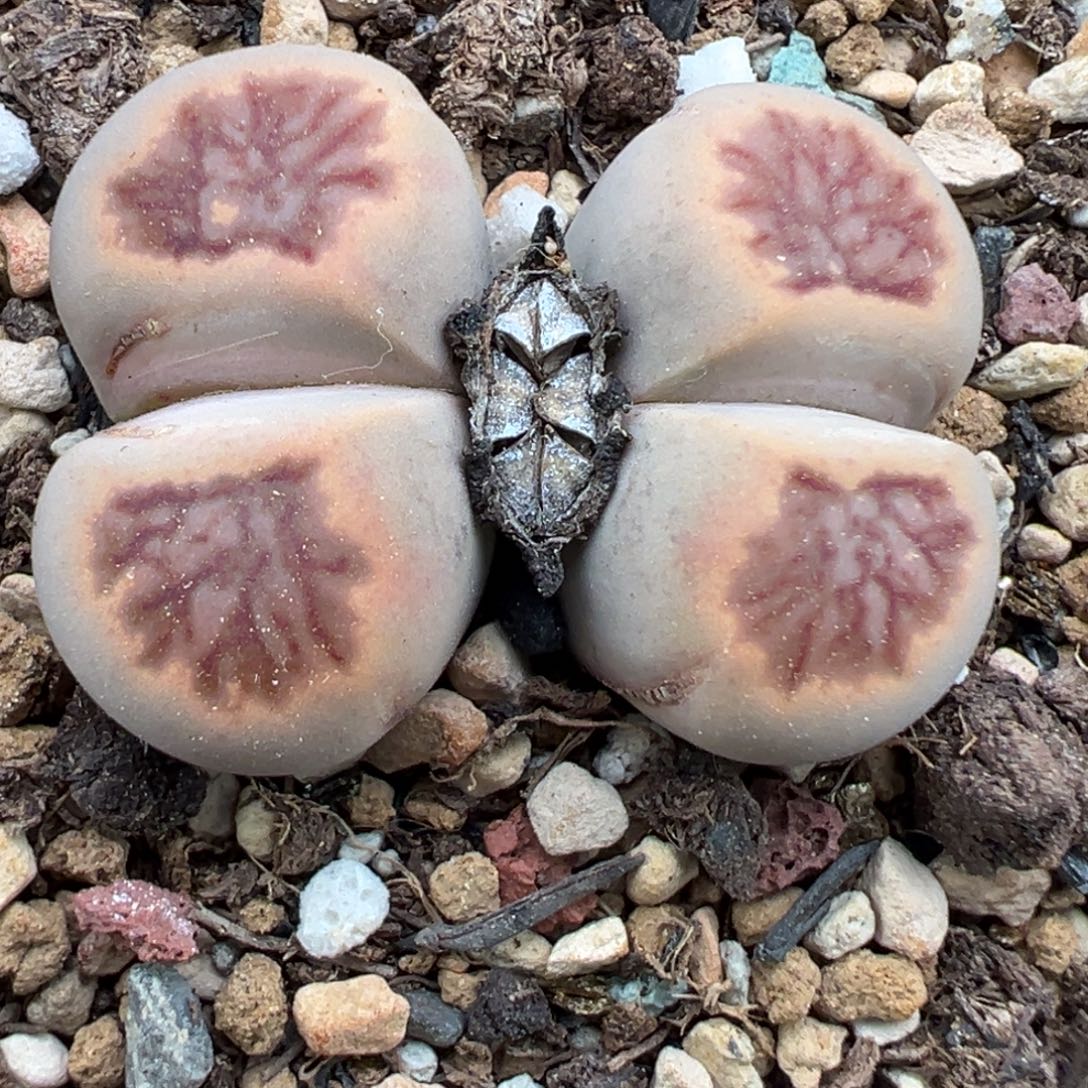 11.2好看的多肉脱土发货353