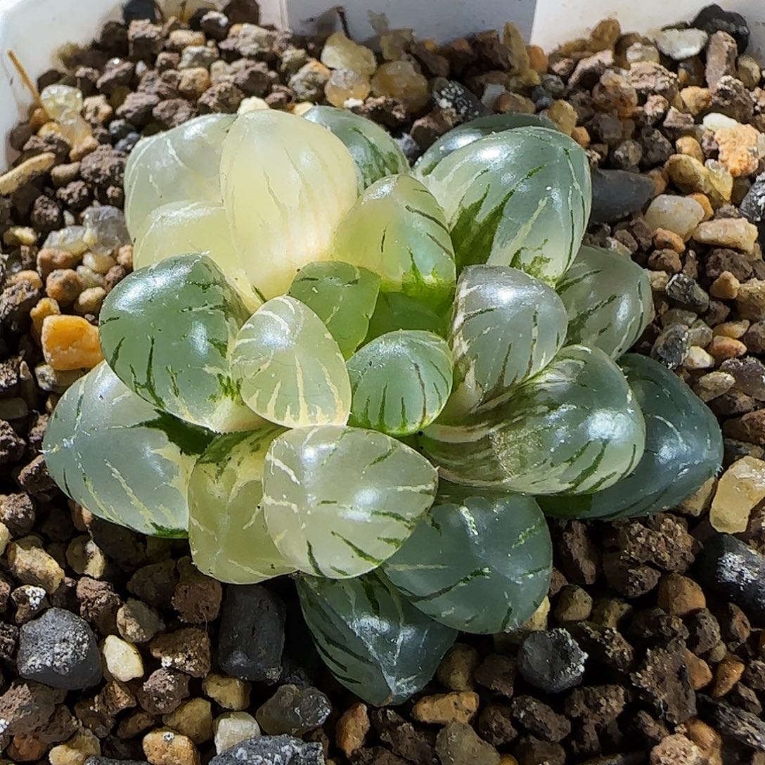 208号非组冰灯玉露锦一物一拍带盆