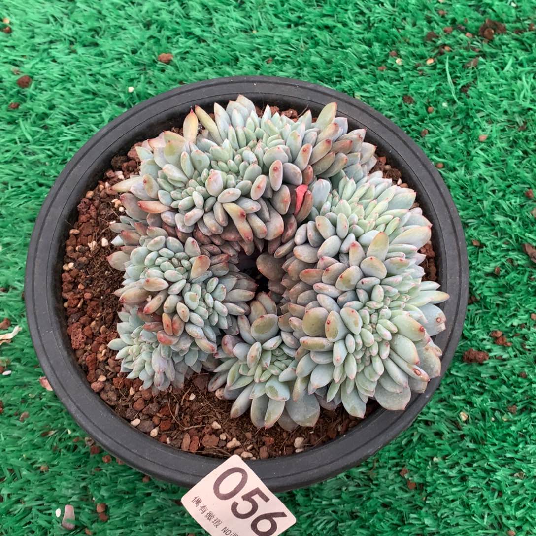 056橙子缀多肉植物