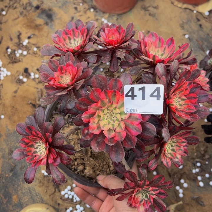 红铜白多肉植物414微瑕