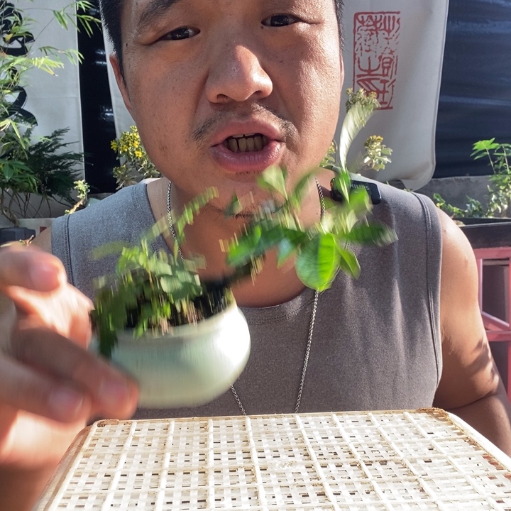 以实际为准盆景绿植盆栽65