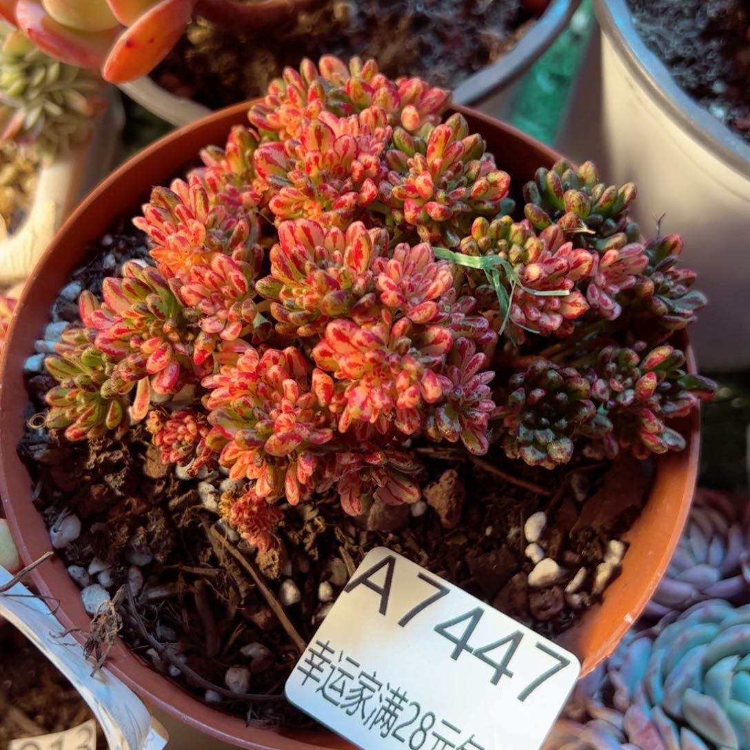 幸运的是我的朋友们