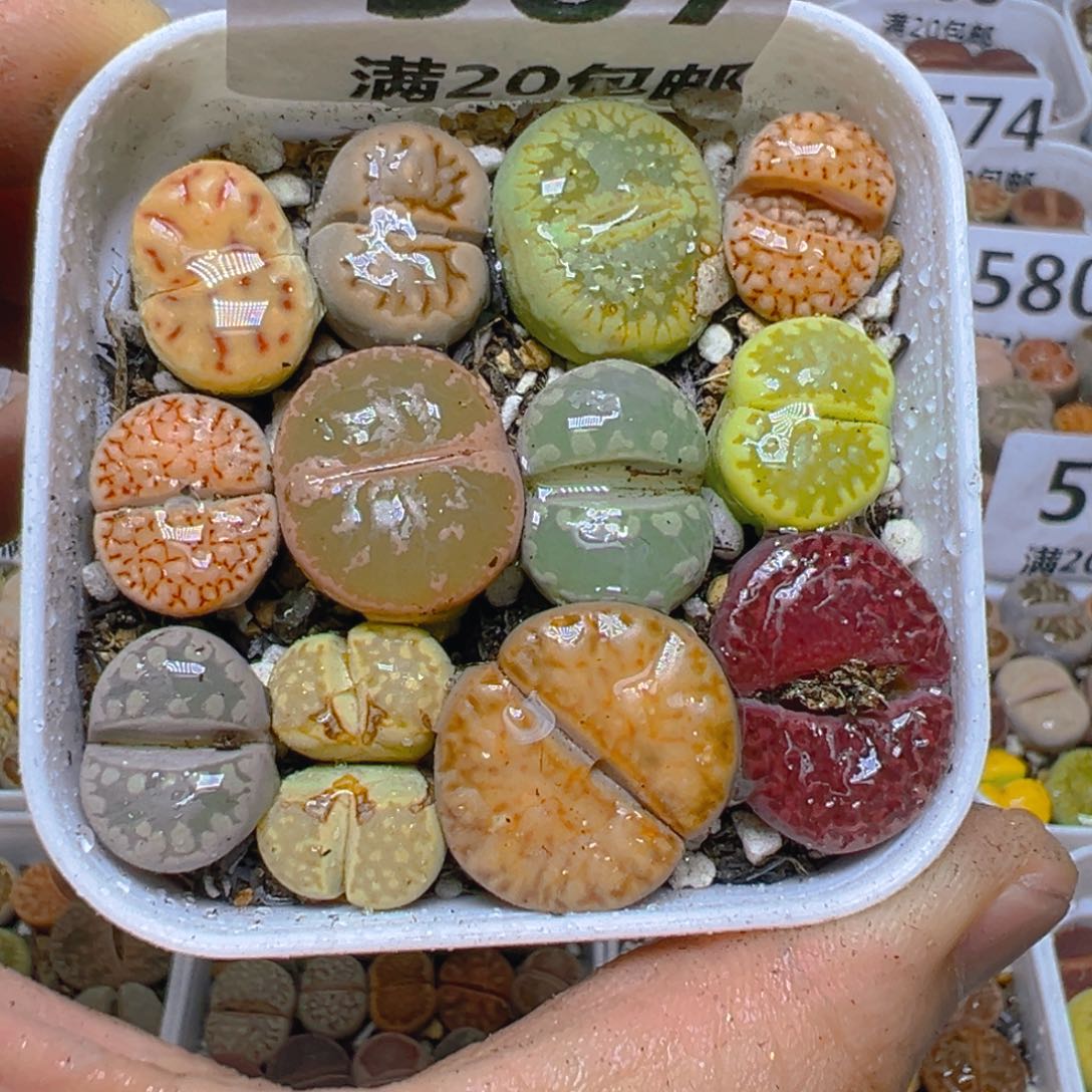 【闪购商品】 587。