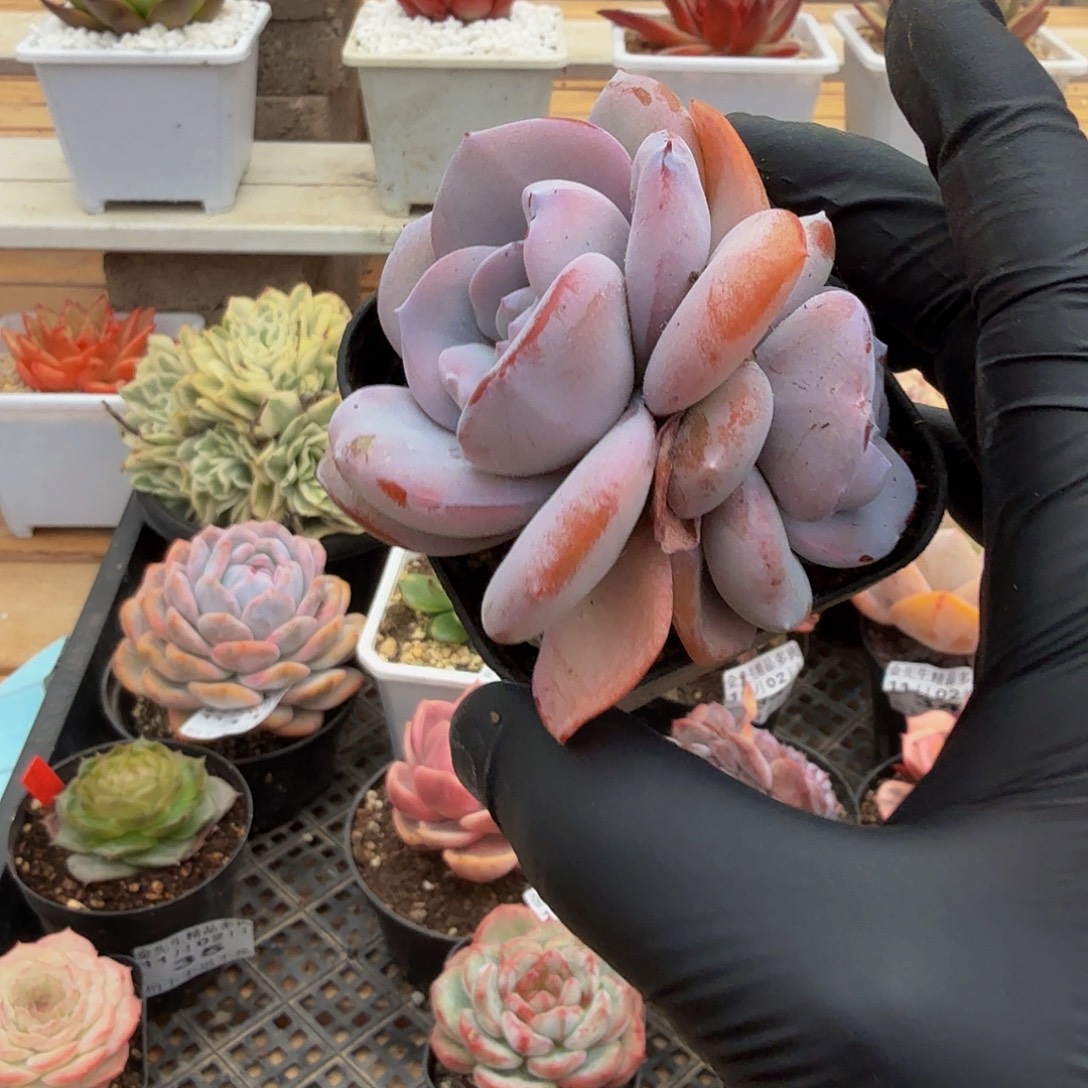 1102-40奶茶小双头