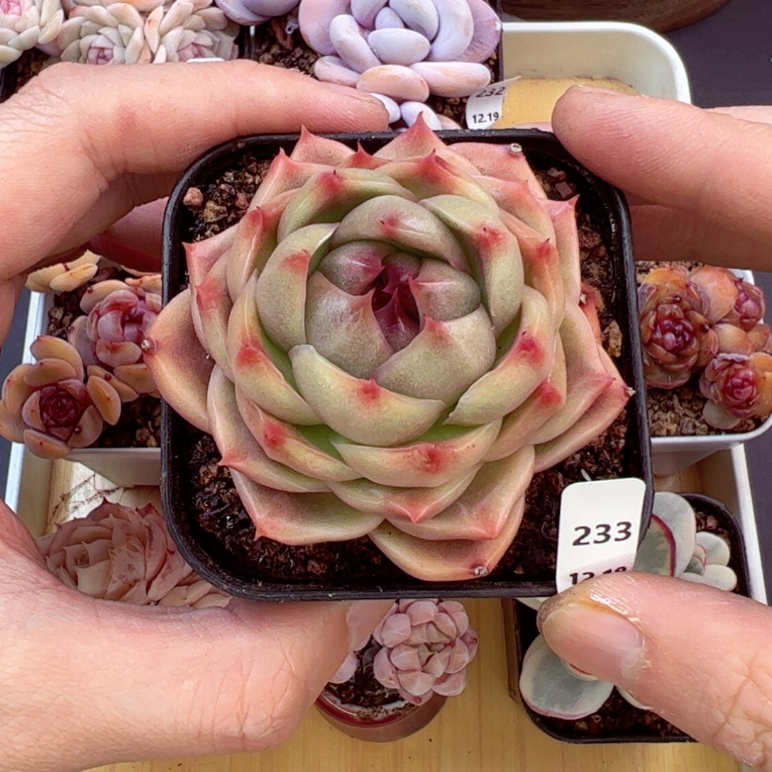 好好看233、哈哈哈哈