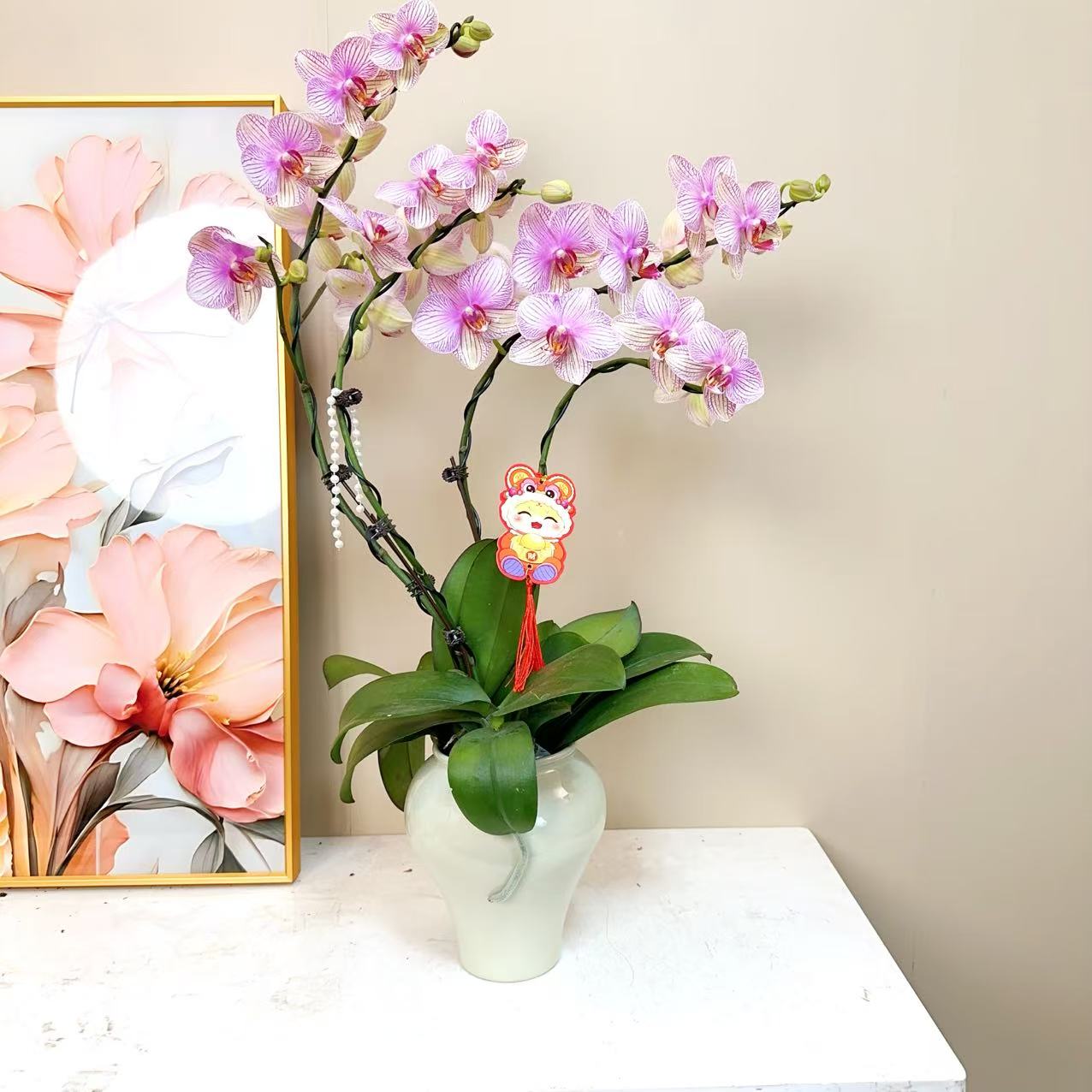 A级【水景】精品 蝴蝶兰