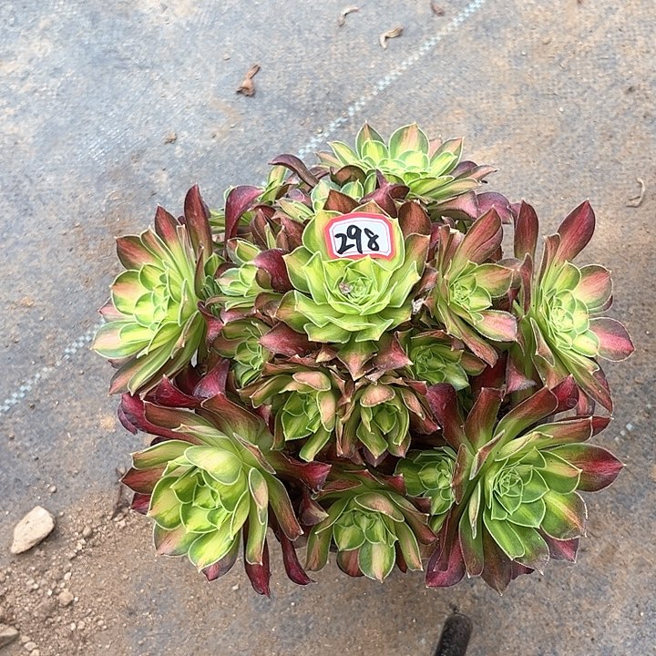 一物一拍多肉韶华298