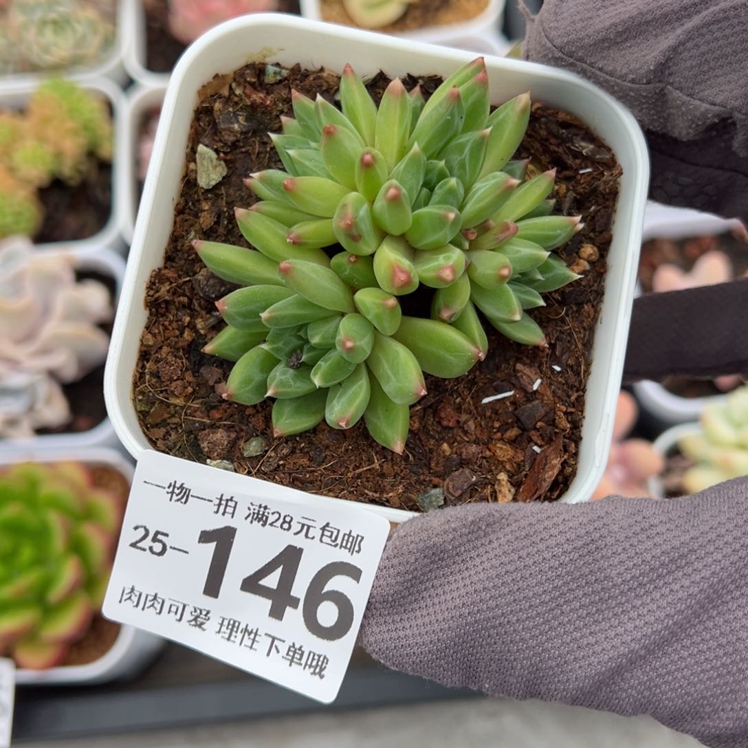 甲骨文多肉多肉多肉多肉