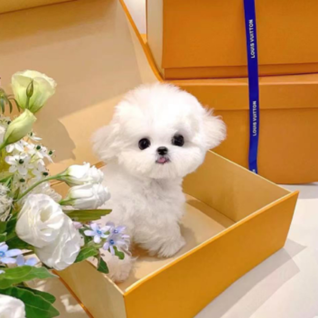 （森林迷了路）比熊泰迪熊约克夏卡哇伊甜美型摇粒绒小型犬