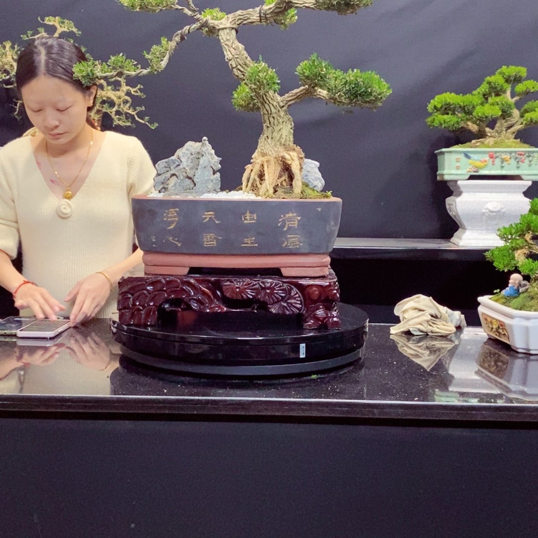 无花朵黄杨盆景园林