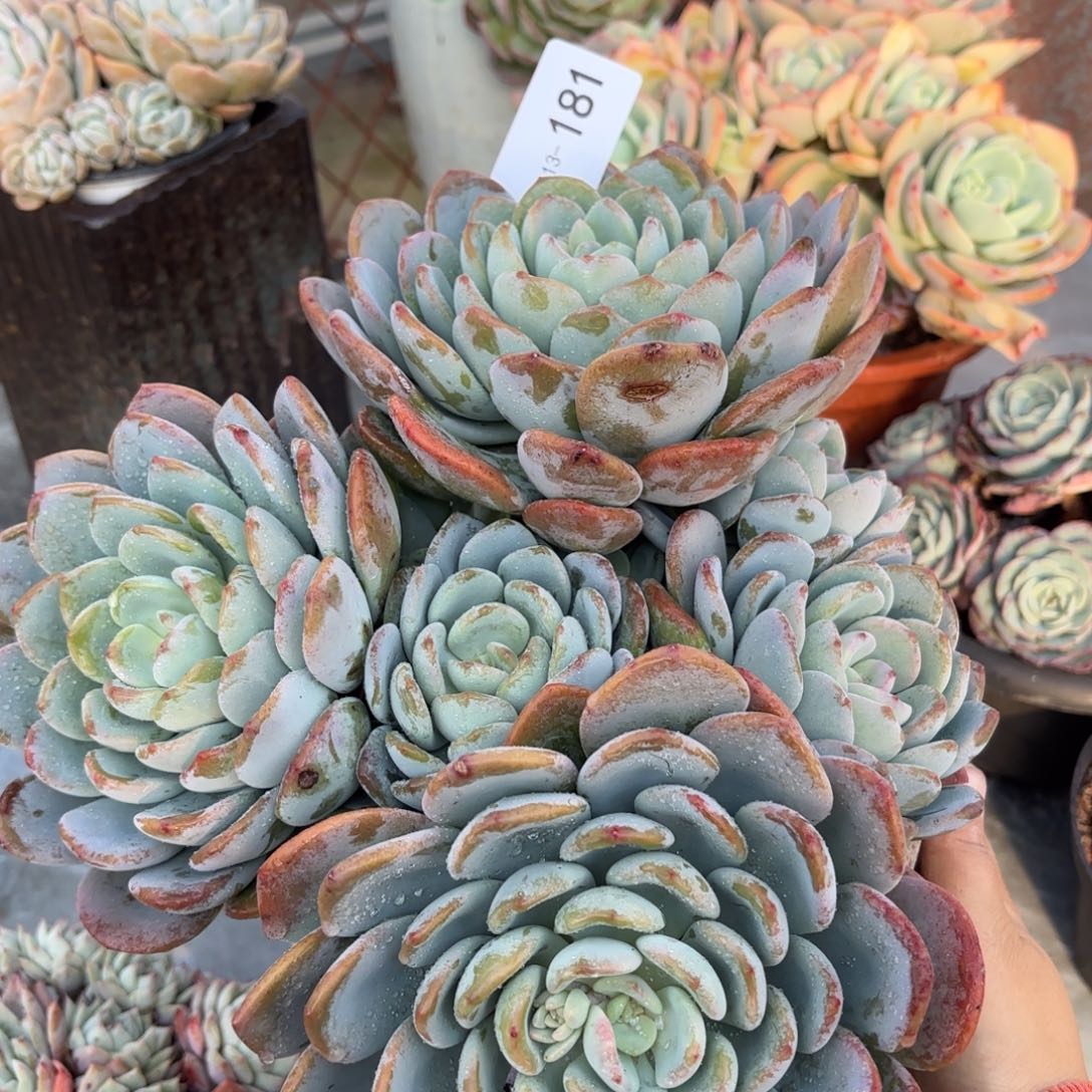 同温层多肉香橙181