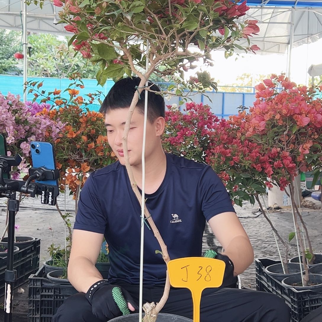 珍***珍大部分花苞少量开放Ｊ３８伊莎贝拉酒红