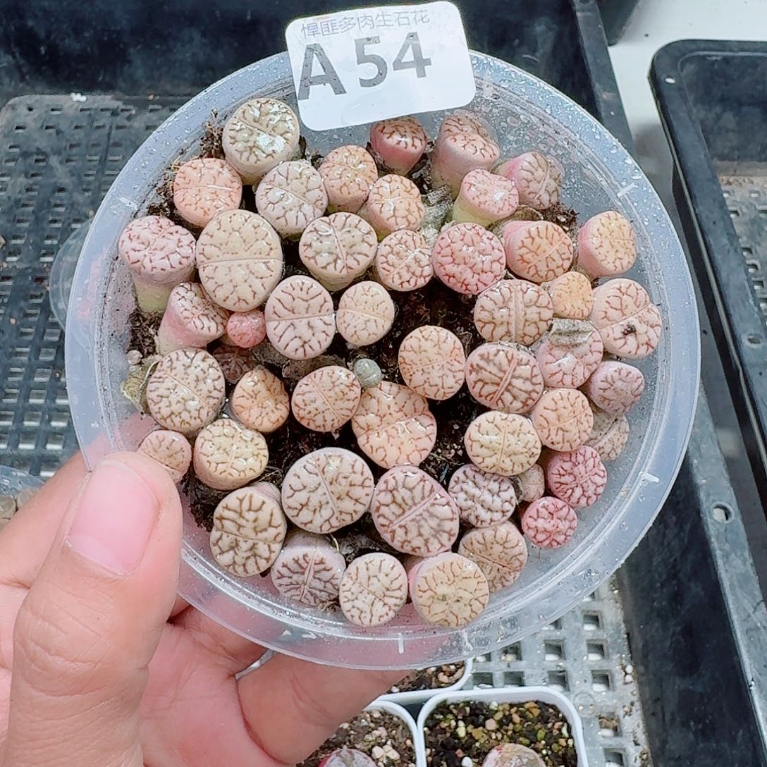54多肉植物多肉植物