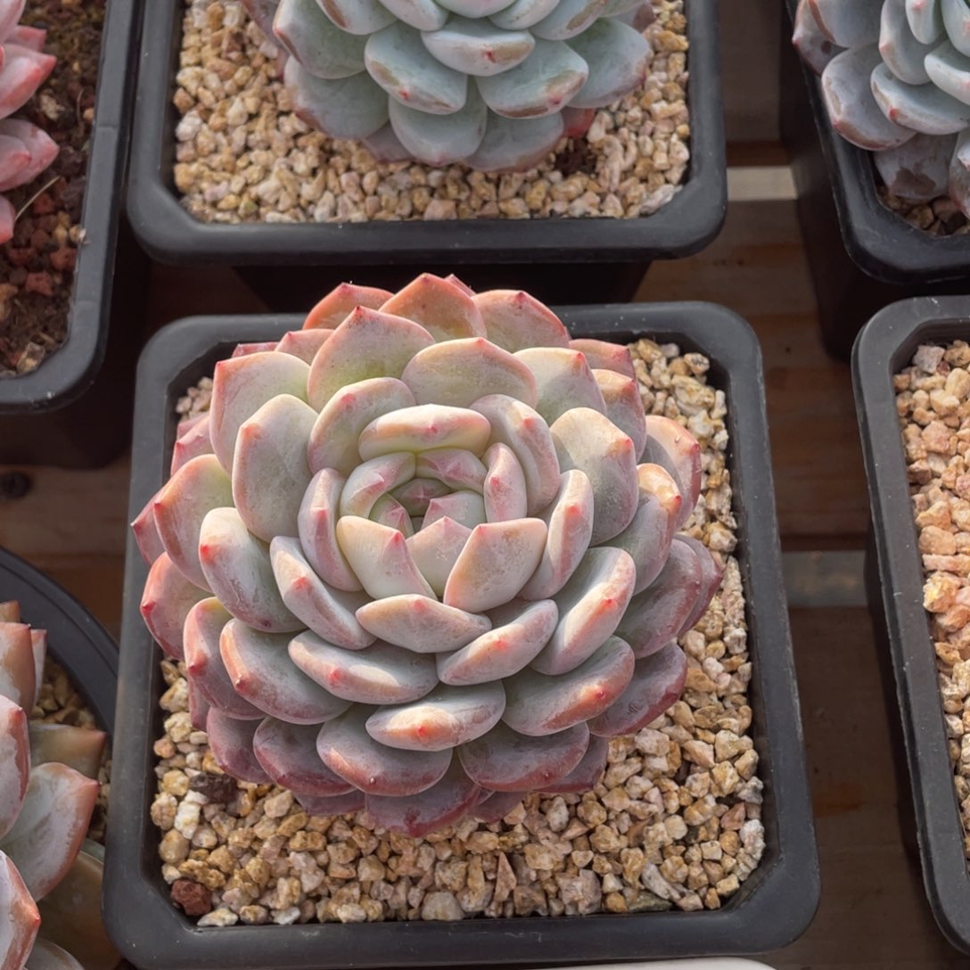 红***唇橙子一物一拍链接