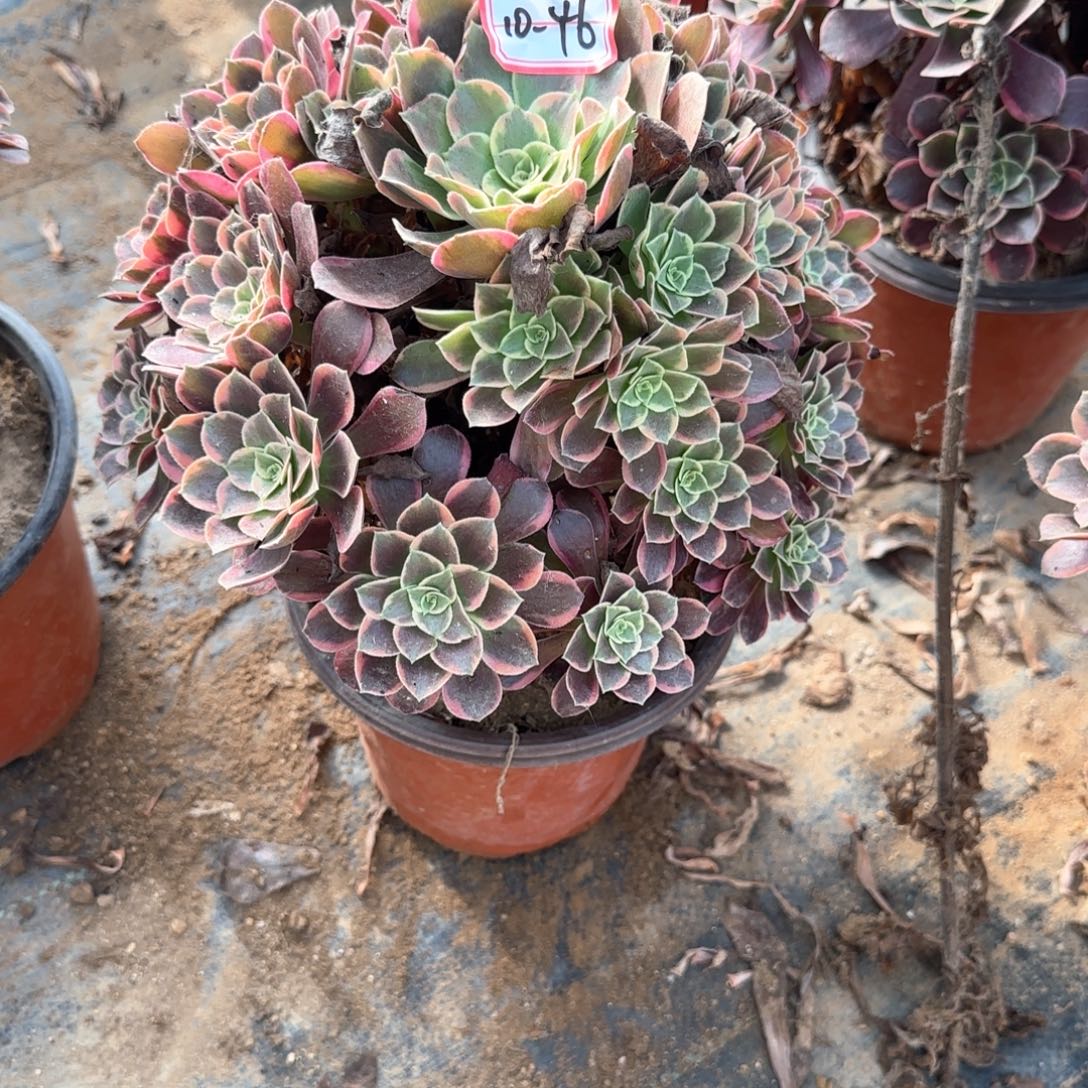 10-46金丝多肉植物