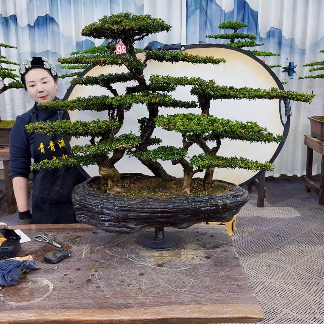 无花朵罗汉松一物一拍88888