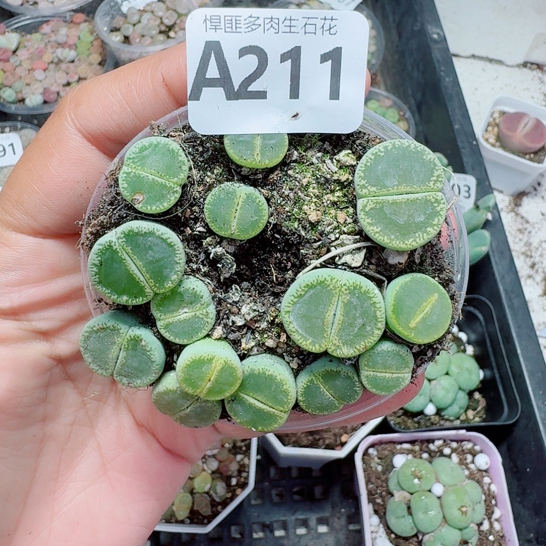 211多肉植物多肉植物