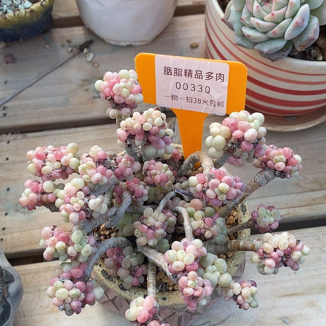 00330册图v哦了魔芋