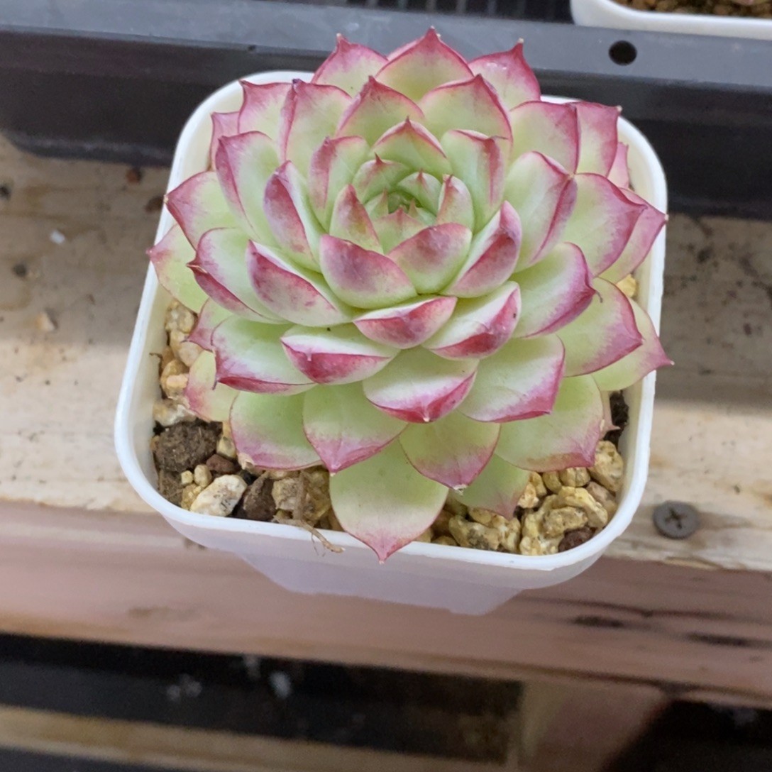 精品多肉一物一拍不包整78