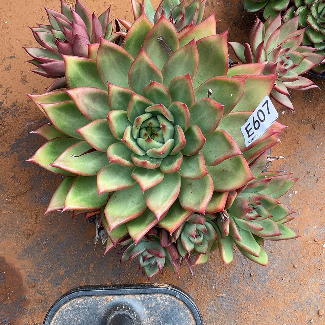 若如东云组拍E607