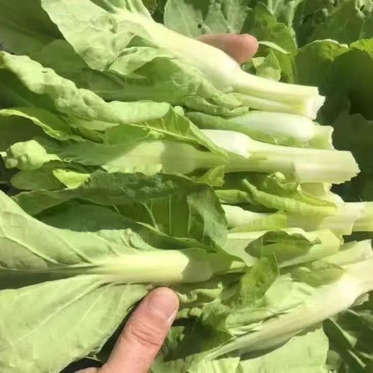 正宗湖北白菜苔新鲜采摘菜心菜苔露天种植老农蔬菜