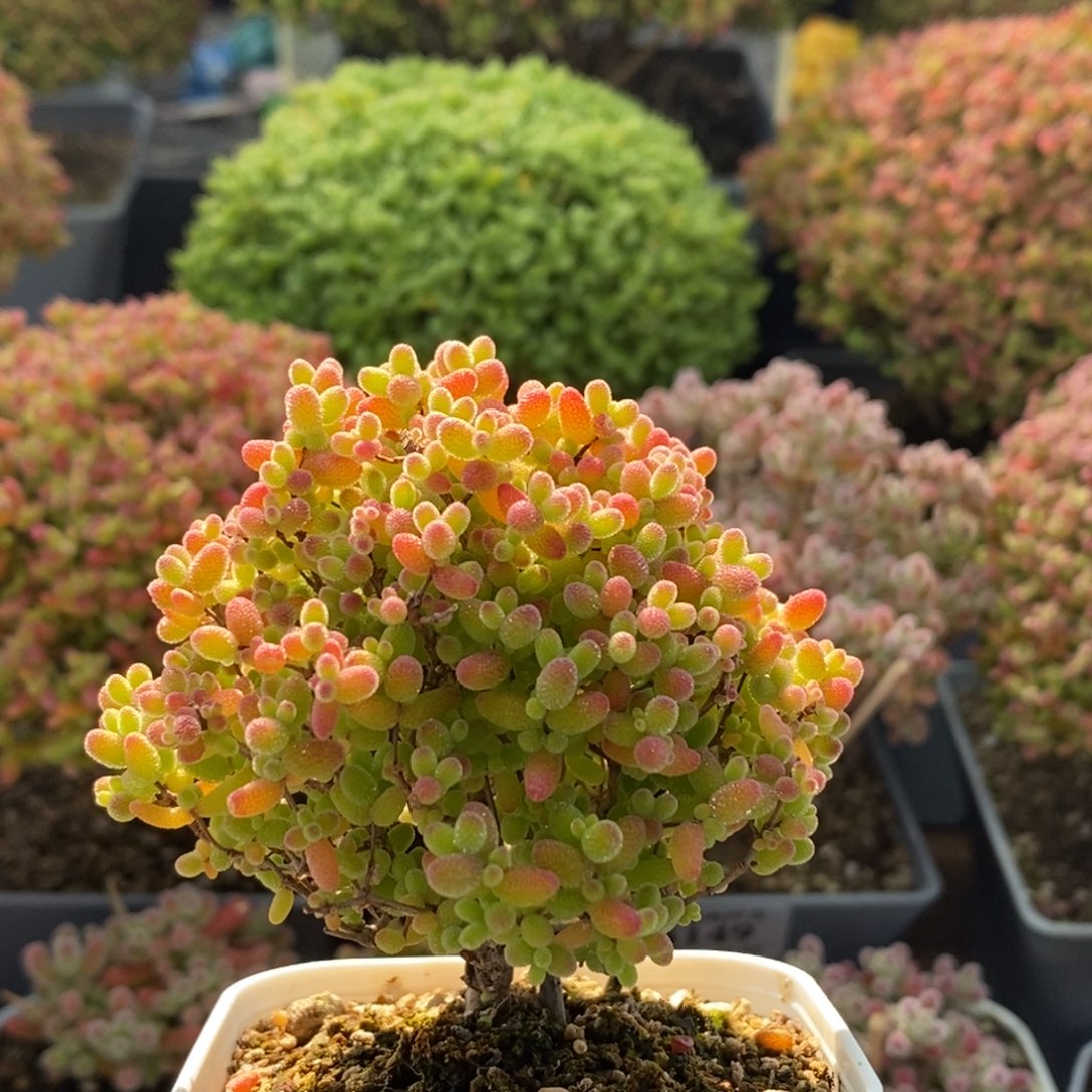 蜜橘糖球4158枝干番杏