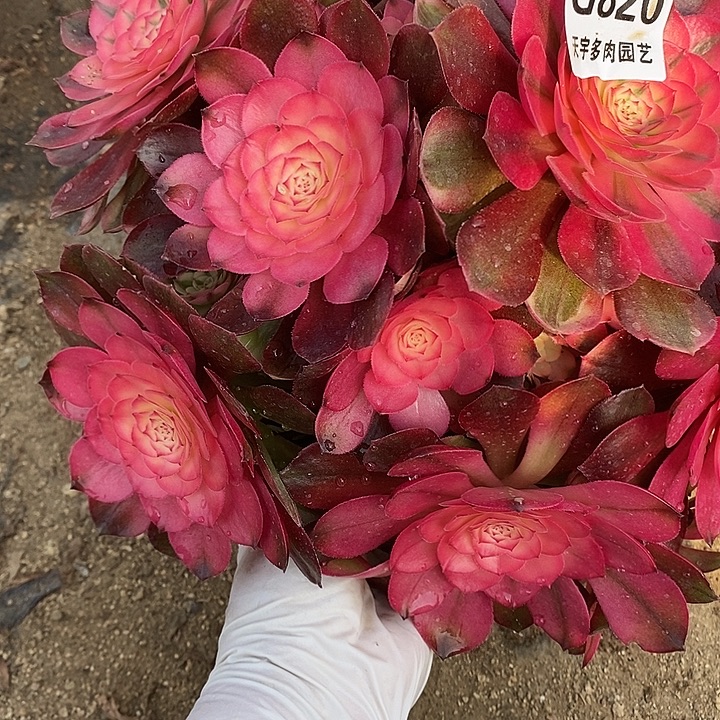 多肉植物荔枝820多肉